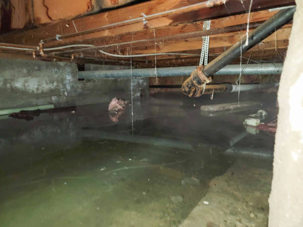 Best Water damage restoration near me  in California, MO