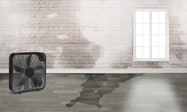Best Ceiling water damage repair  in California, MO
